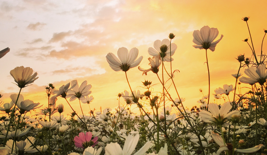 Blog 7 Spring and its Effects on People With Dementia